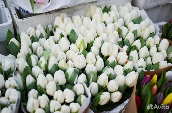 Тюльпаны к 8 марта оптом