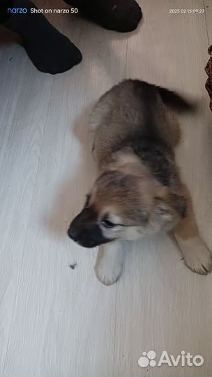 Малыш кобелек