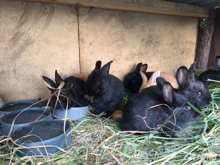 Продам кроликов