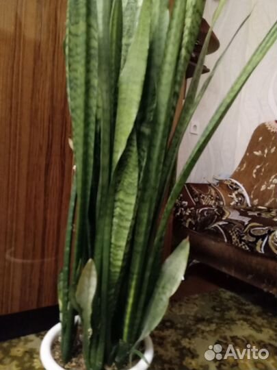 Шикарный тёщин язык