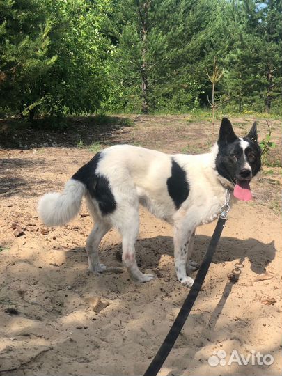 Собака Амина