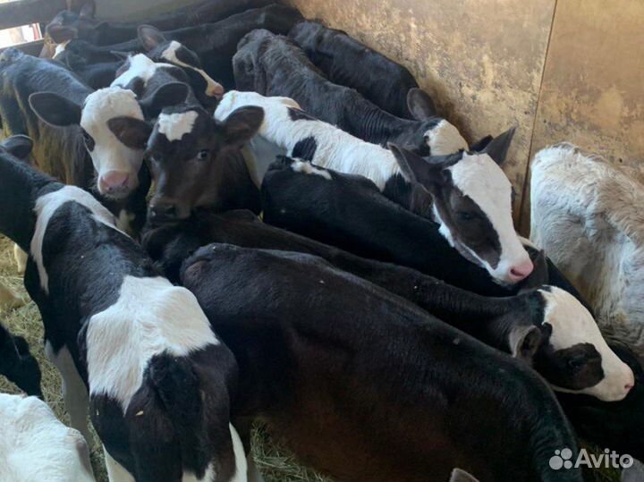 Бычки телята