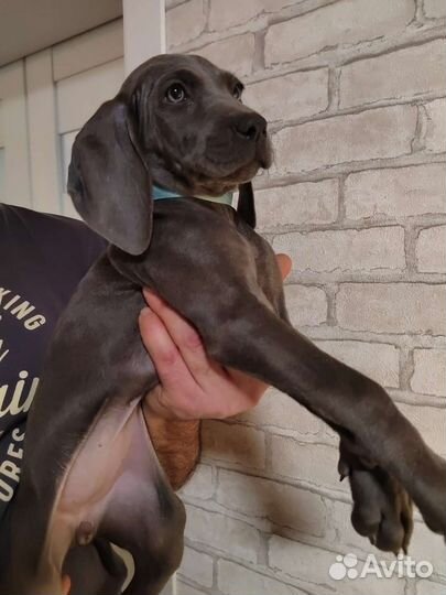 Щенки Голубого Веймаранера