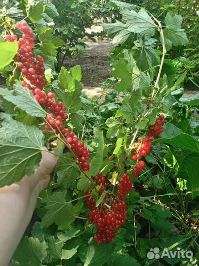 Красная смородина