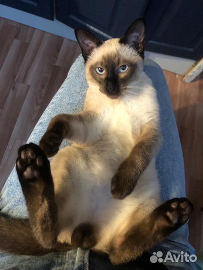Сиамский кот для вязки