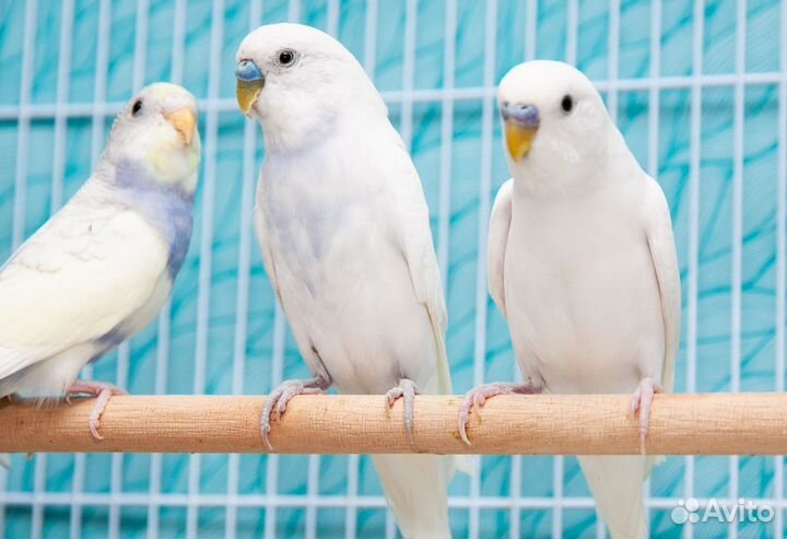 Волнистый попугай