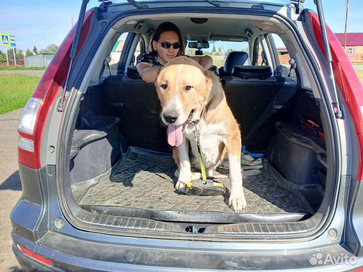 Зоотакси - перевозка животных