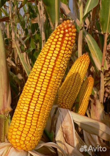 Ладожский 292 амв семена кукурузы