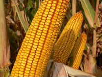Ладожский 292 амв семена кукурузы