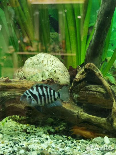 Цихлозома чернополосая