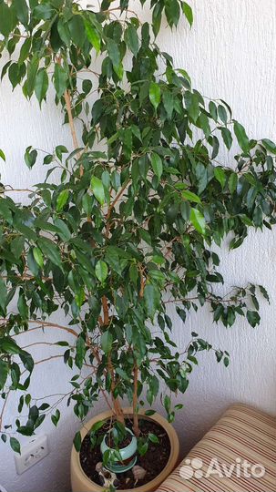 Фикус бенджамина 140см