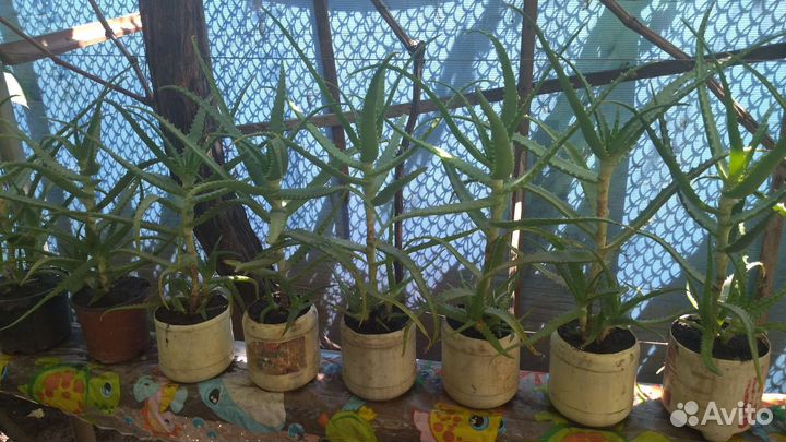 Алоэ древовидное (столетник)