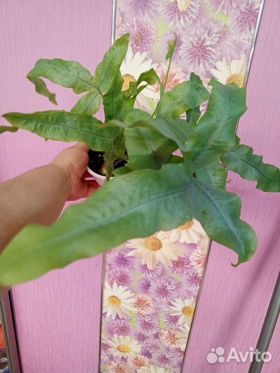 Папоротники 2