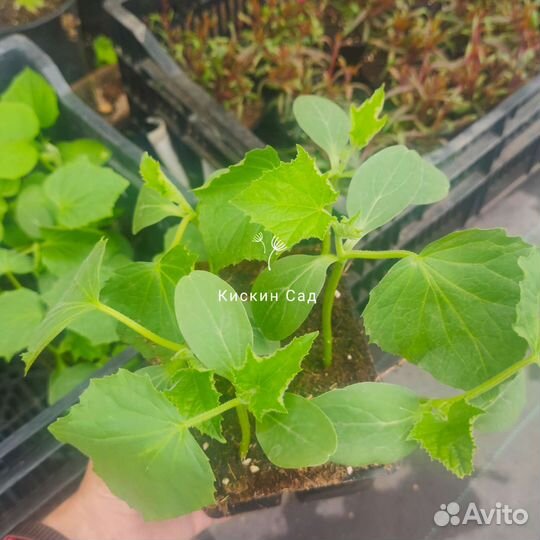 Рассада Огурцов