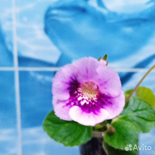 Глоксиния махровая