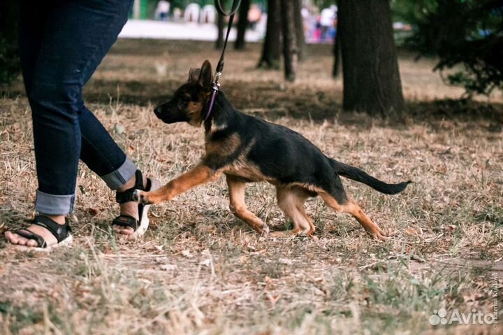 Услуги кинолога