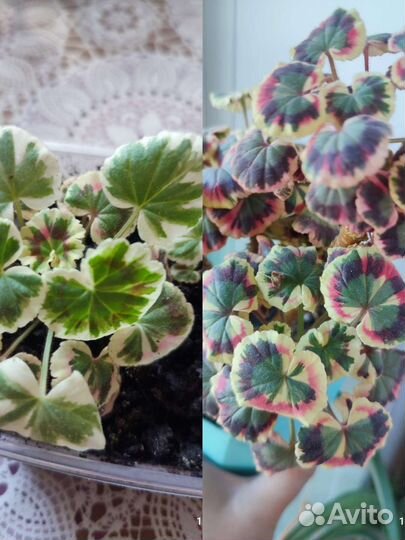 Пеларгония душистая (герань)