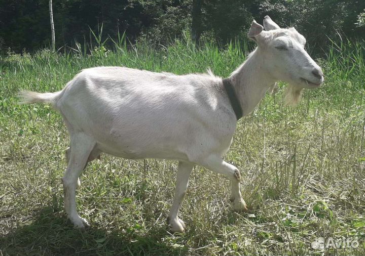 Зааненская коза и чешский козел