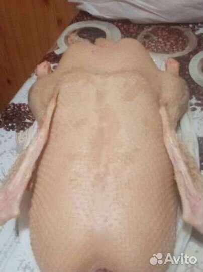 Гуси Терские Линда