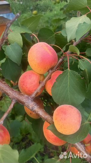 Абрикосы