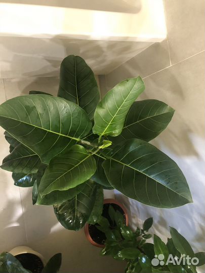 Фикус Альтисимма (Альтисима)