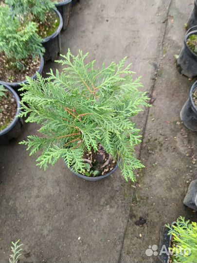 Туя вудварди шаровидная