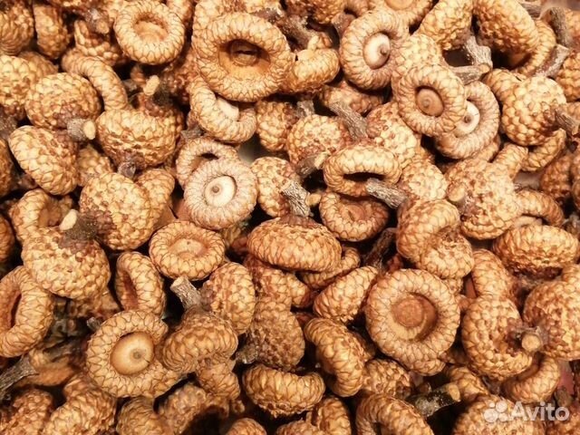 Шляпки от желудей