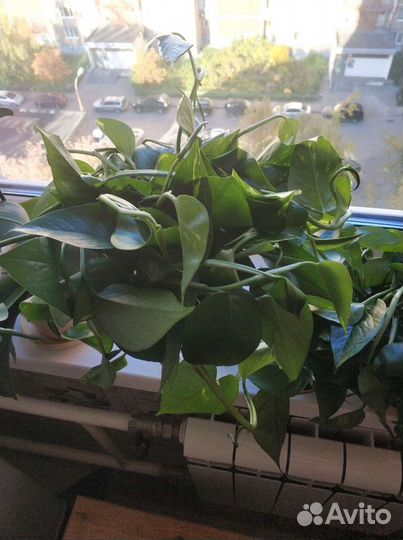 Сциндапсус, эпипремнум вьющееся растение