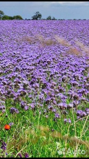 Семена фацелии