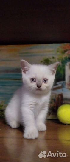 Детки плюшки