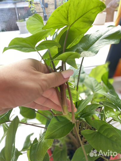 Сингониум ножколистный