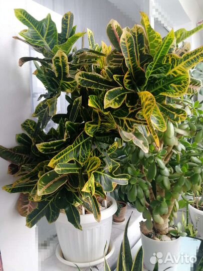 Комнатные растения, цветы большие