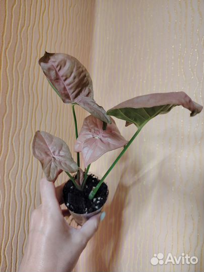 Филодендрон, сингониум, диффенбахия