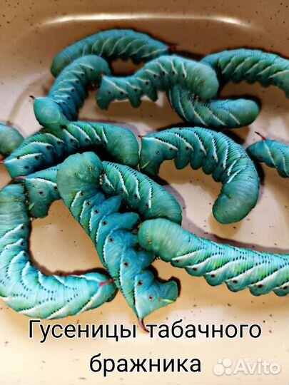 Кормовые насекомые