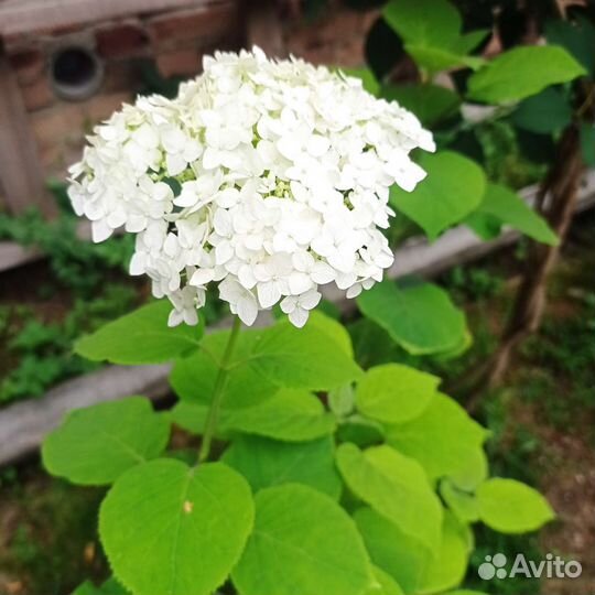 Гортензия анабель