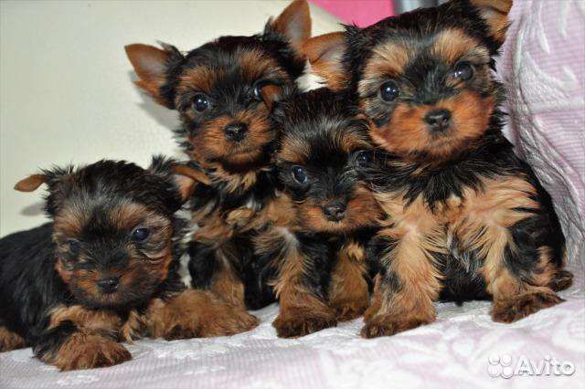 Щенки. Йоркширского терьера