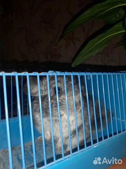 Шиншиллёнок