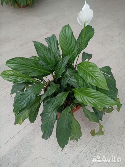 Спатифиллум