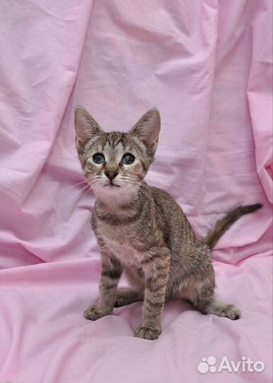 Необыкновенный котёнок