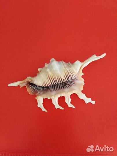 Морские ракушки