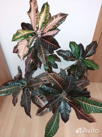 Кодиеум кротон Петра высота 105 см с горшком
