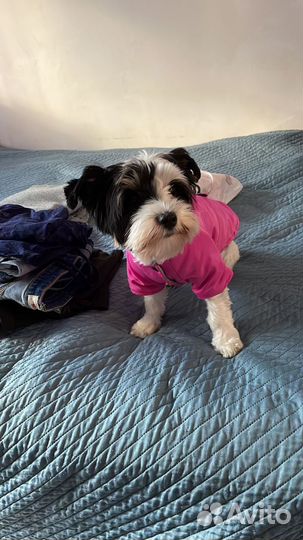 Бивер йорк девочки