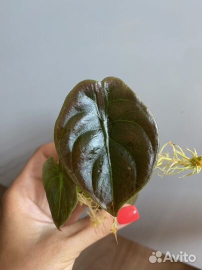 Алоказия ред сикрет / купрея