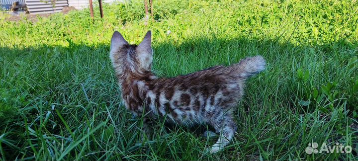 Бенгальские котята серебро и золото