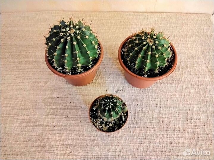 Суккуленты сортовые комнатные растения