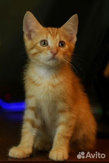 Рыжие Котята в добрые руки