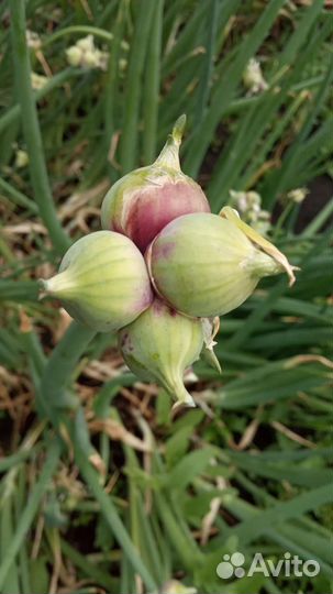 Многоярусный лук