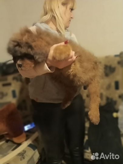 Тибетский мастиф щенки