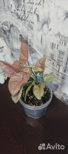 Сингониум неон пинк