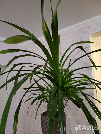 Пальма винтовая